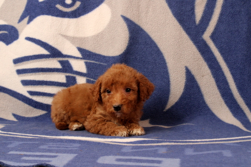 puppy, for, sale, Mini Goldendoodle F2B, Matthew B. Stoltzfus, dog, breeder, Gap, PA, dog-breeder, puppy-for-sale, forsale, nearby, find, puppyfind, locator, puppylocator, aca